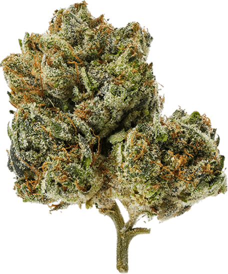 Passionfruit Gelato image 1